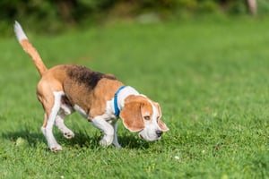 tracking dog