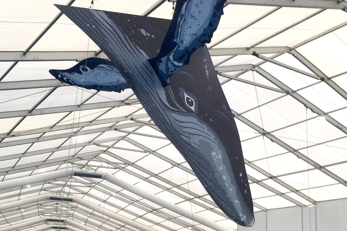 Epic-Whale-Display